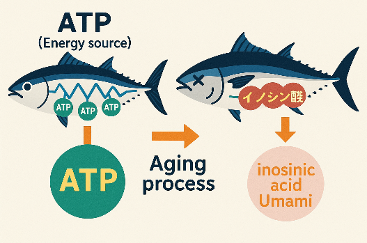 Images explaining tuna aging process