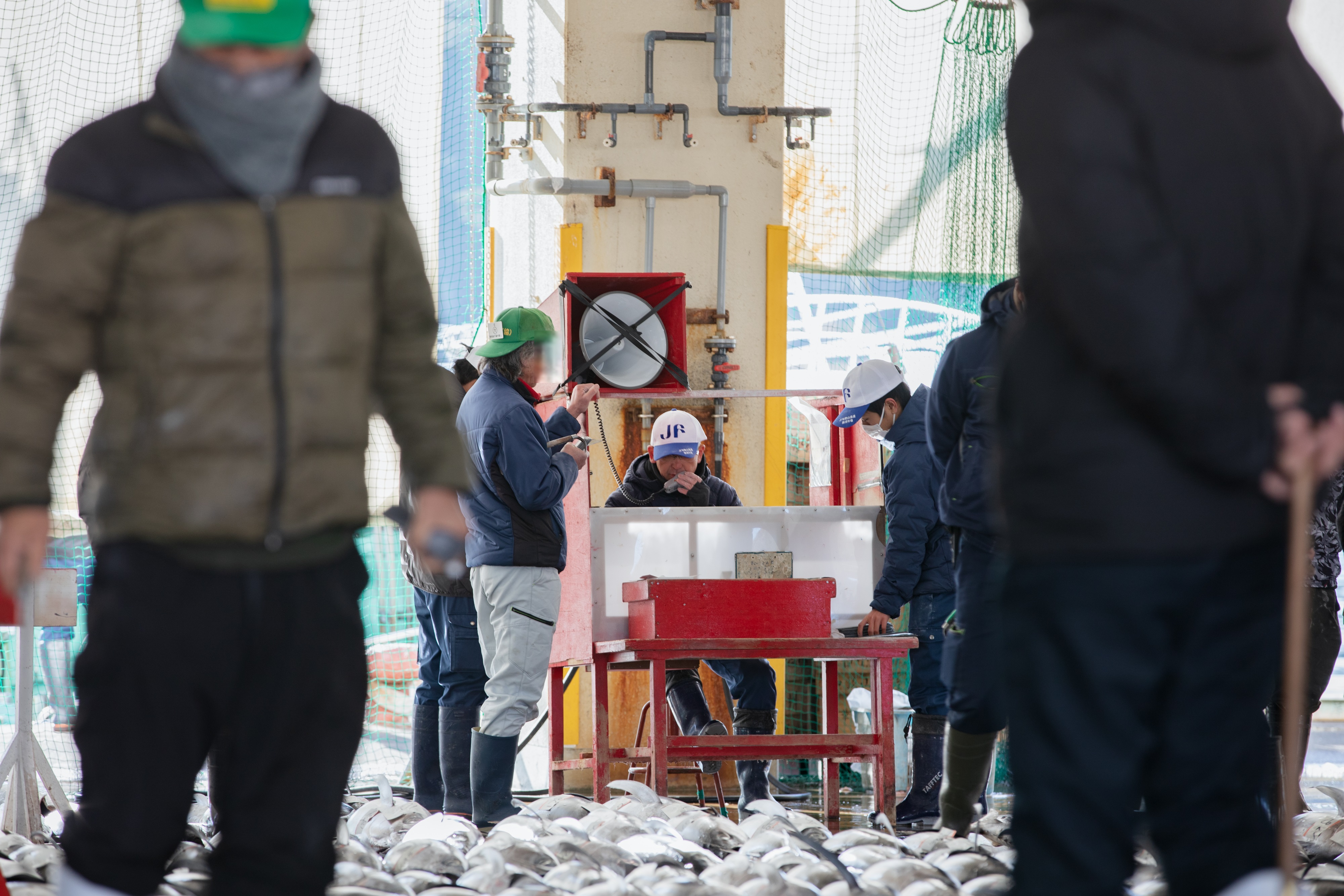 Tuna auction in progress with buyers and staff