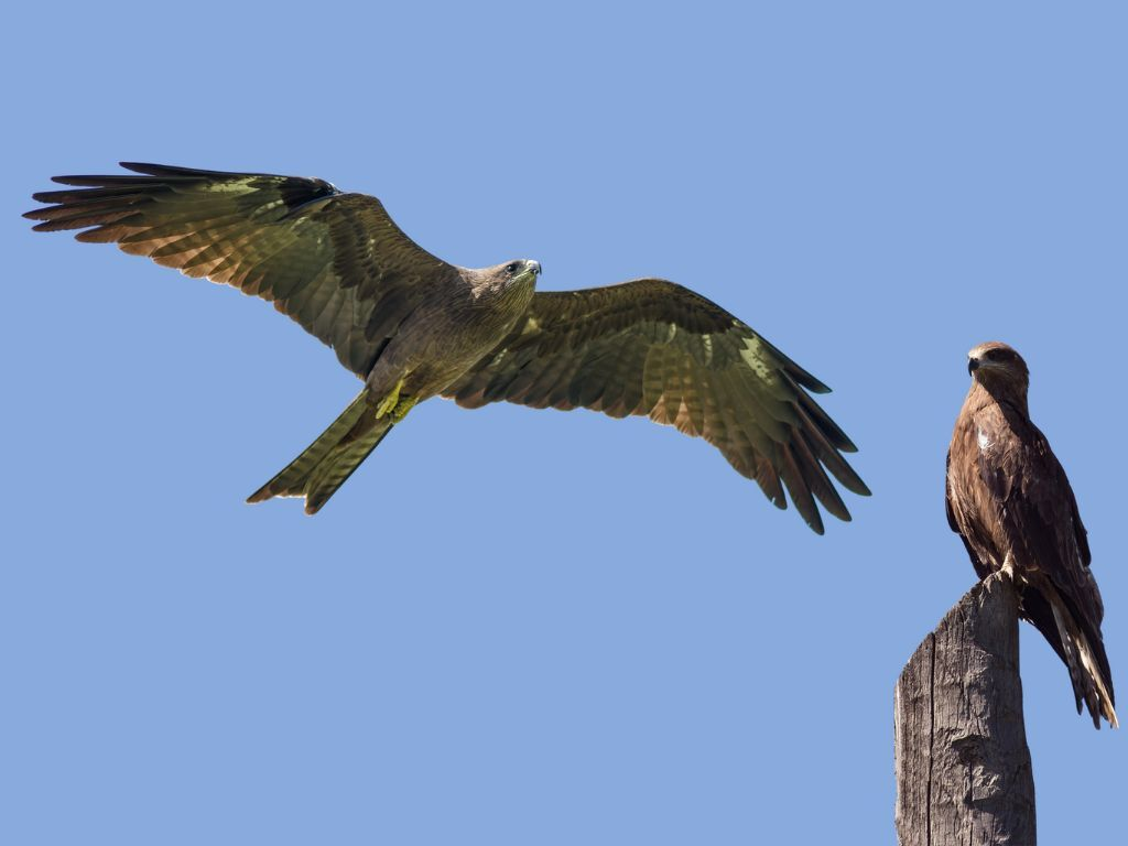 Black kites circling above the market