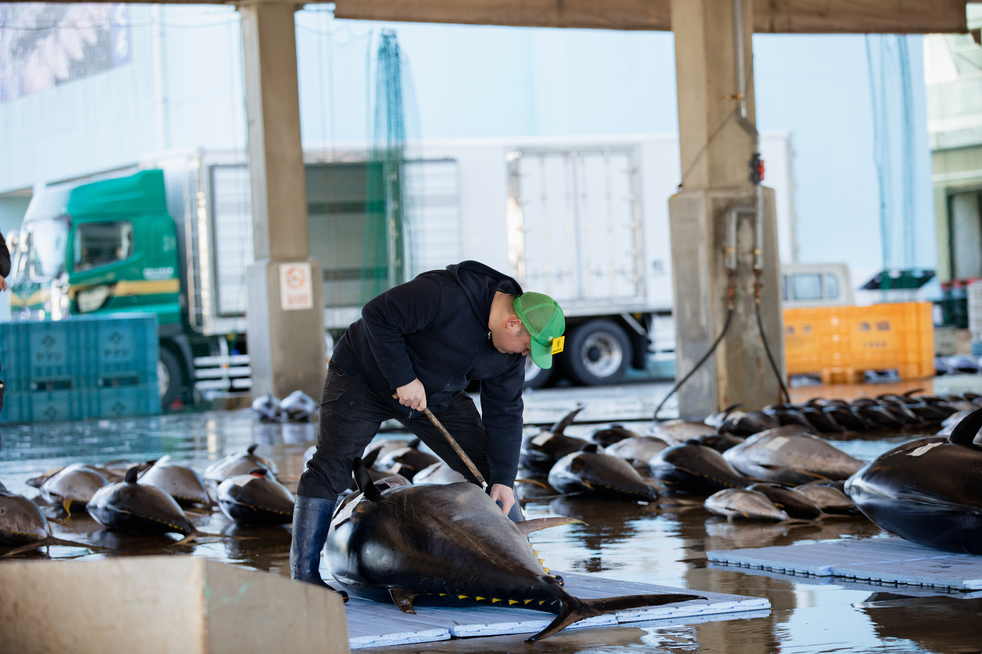 Tuna buyers assessing the quality of tuna using their expert eye