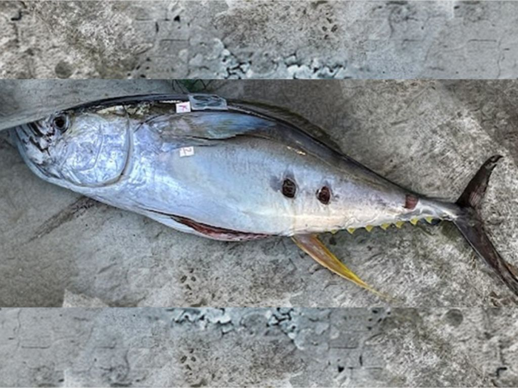 Tuna with cookiecutter shark bite marks