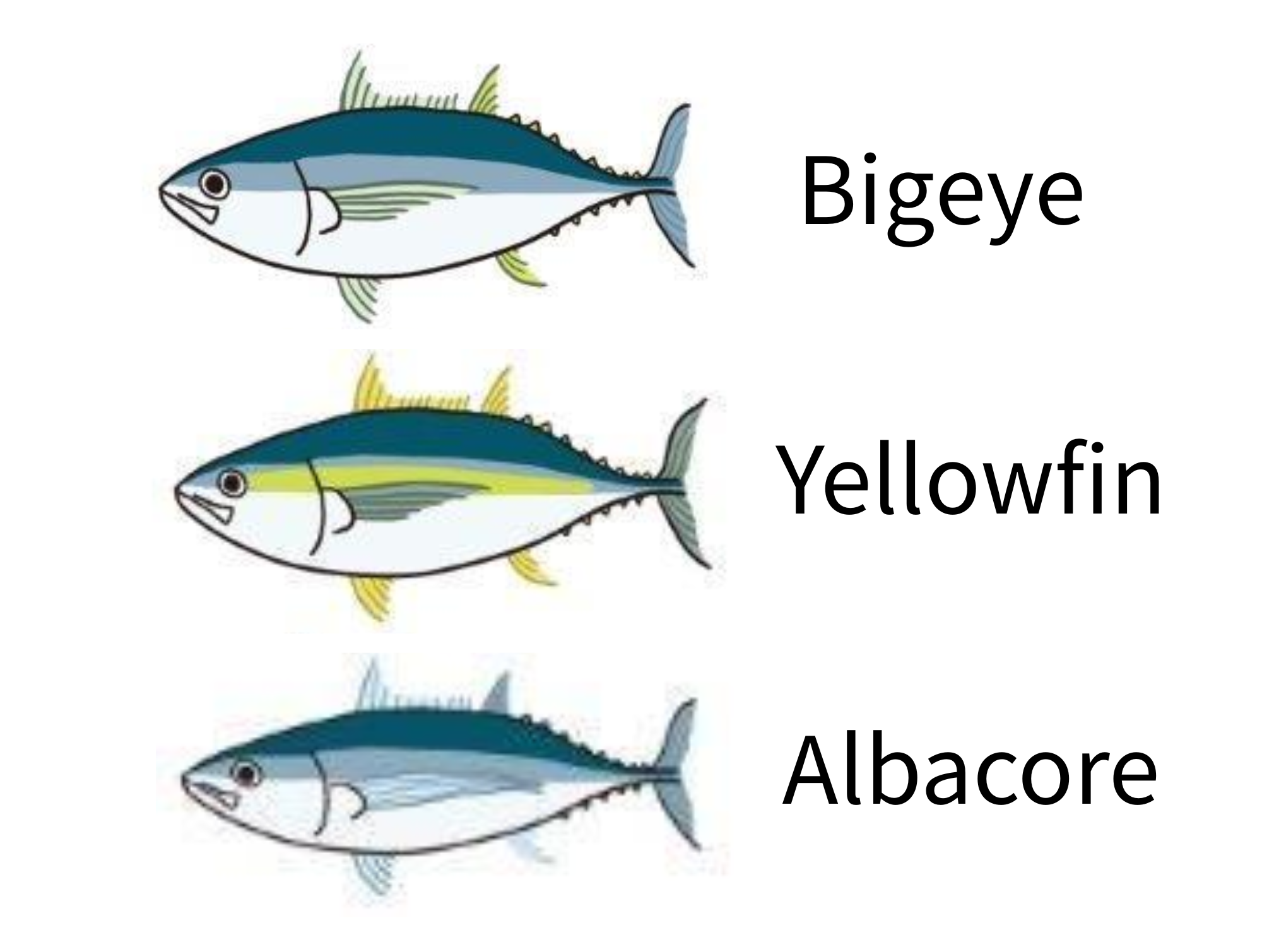 Illustration showing three types of tuna: Bigeye, Yellowfin, and Albacore